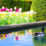 キューケンホフ公園の池で寛ぐ鴨