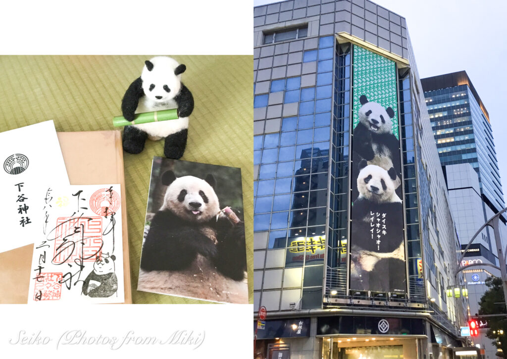 Photos Panda love from Miki パンダ愛 写真