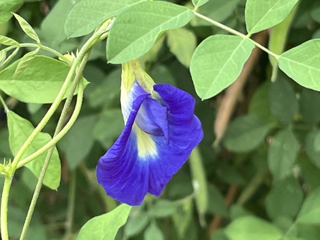 Butterfly Pea