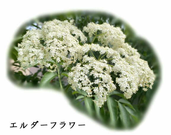 エルダーフラワーの写真